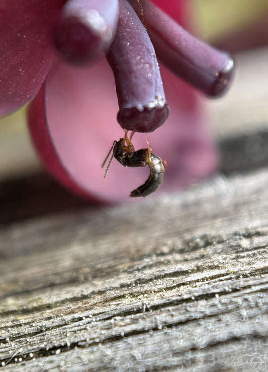 Nature Photography - Superb Bug V000