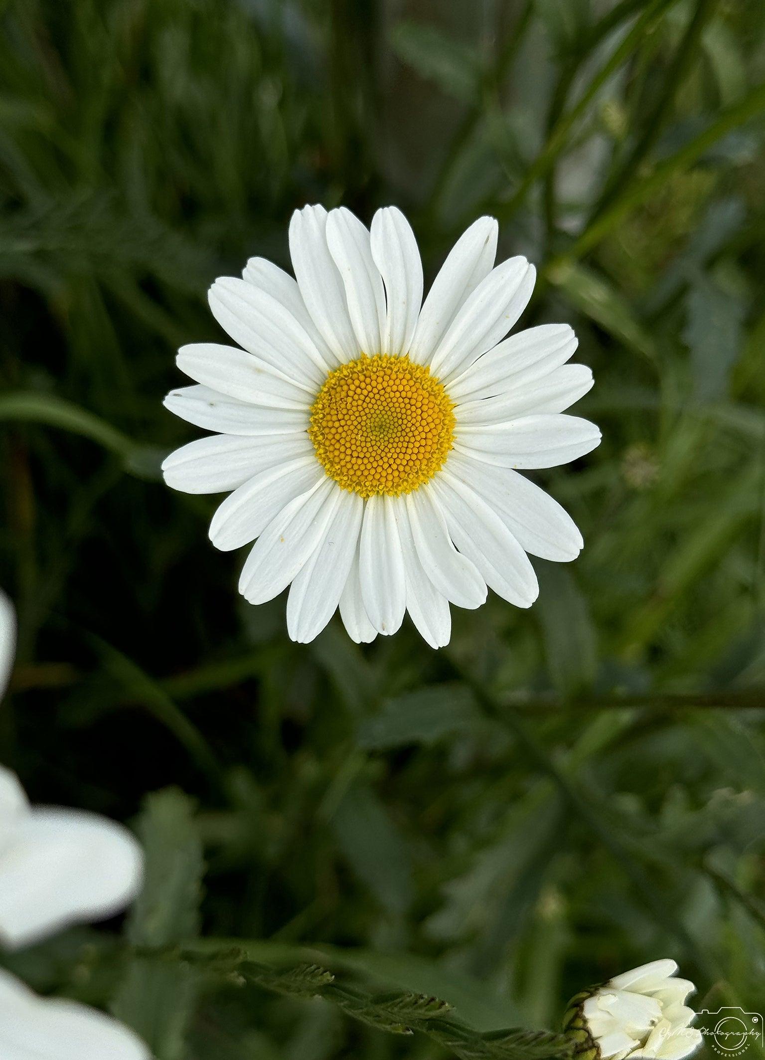 Flower_089 - Superbpictures