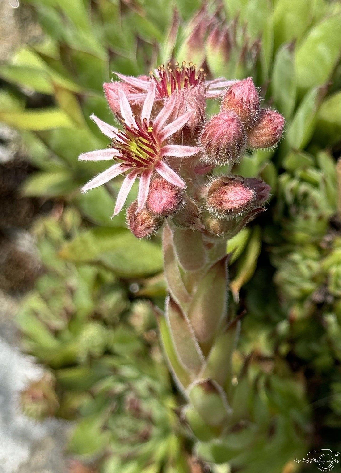 Flower_143 - Superbpictures