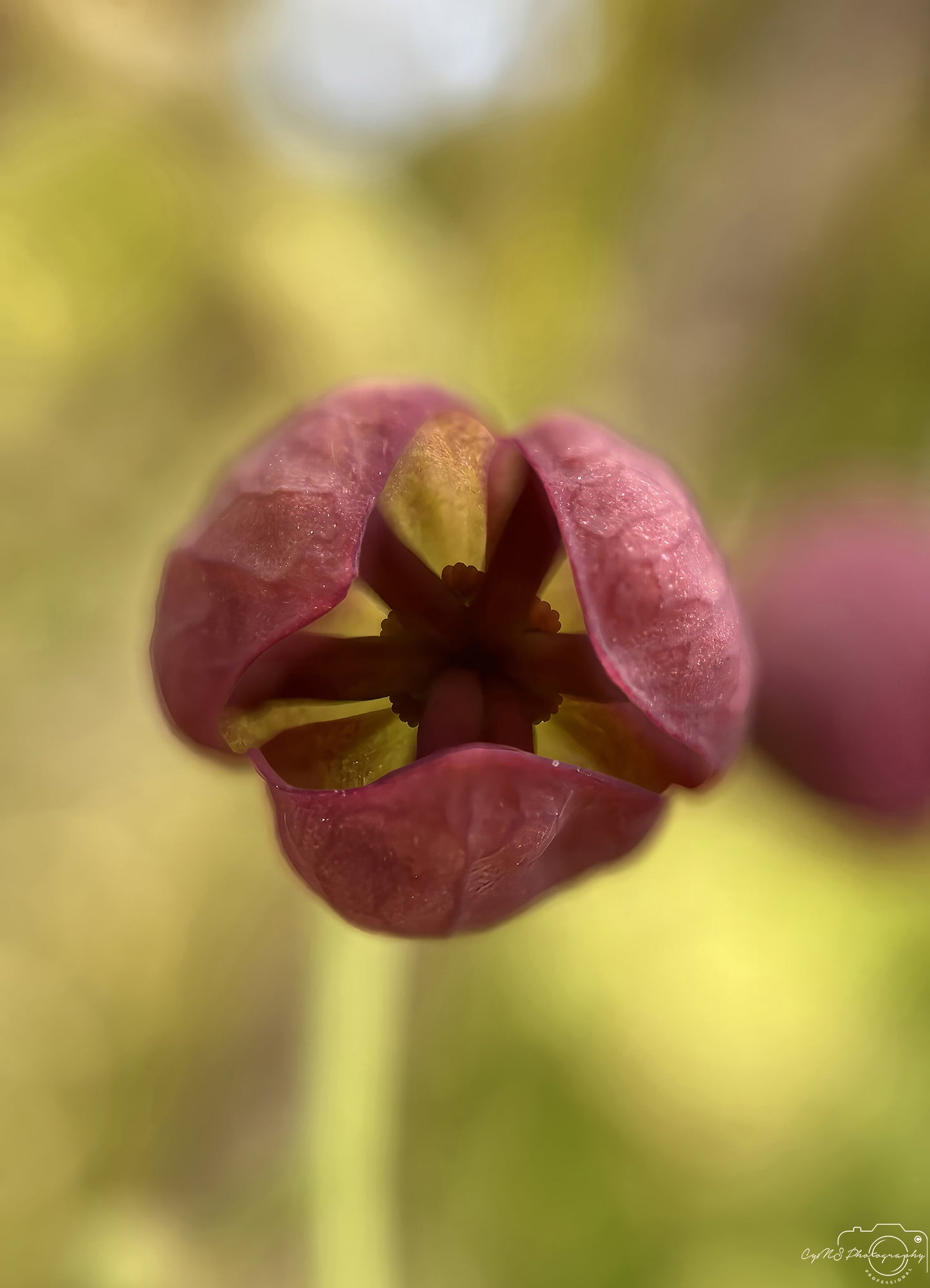 Flower_224