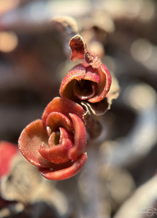 Nature Photography - Superb Flower V228