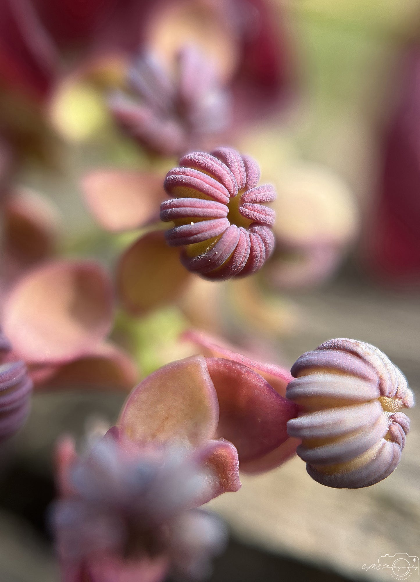 Flower_246