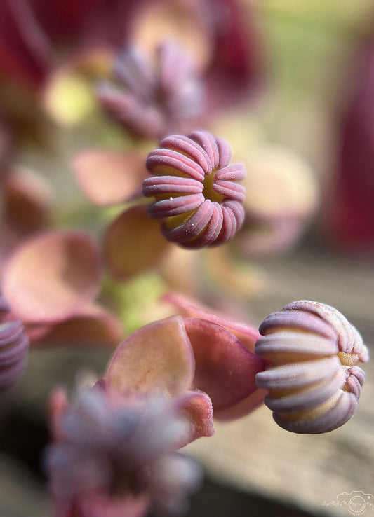 Nature Photography - Superb Flower V246
