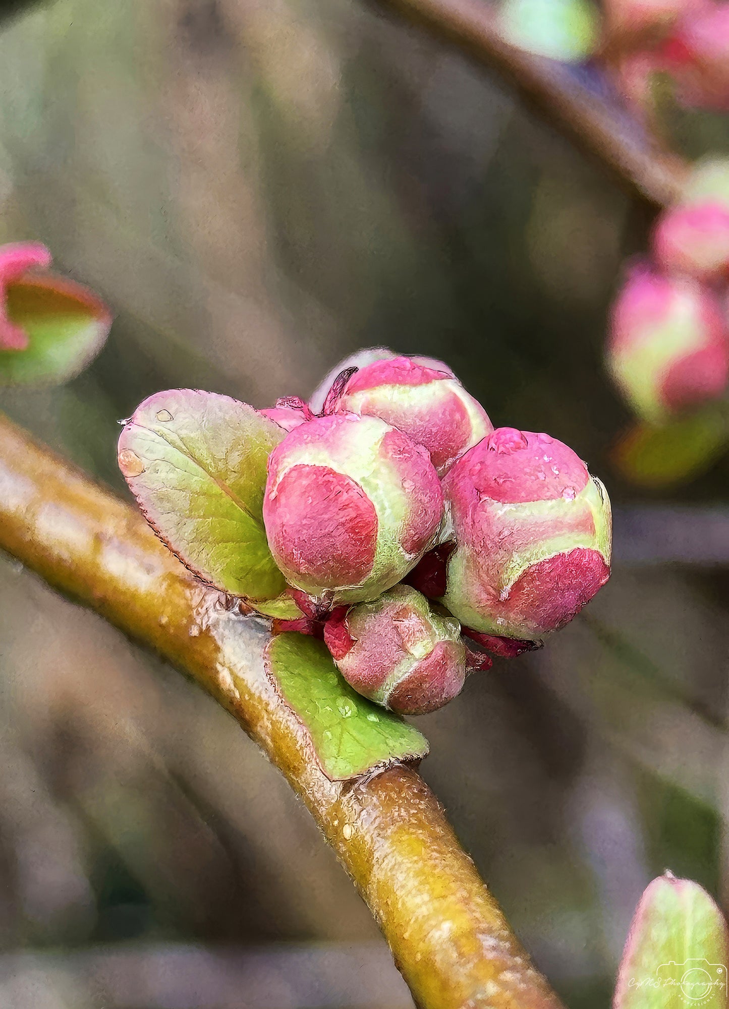 Flower_255
