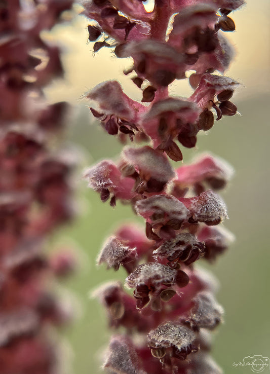 Nature Photography - Superb Flower V263