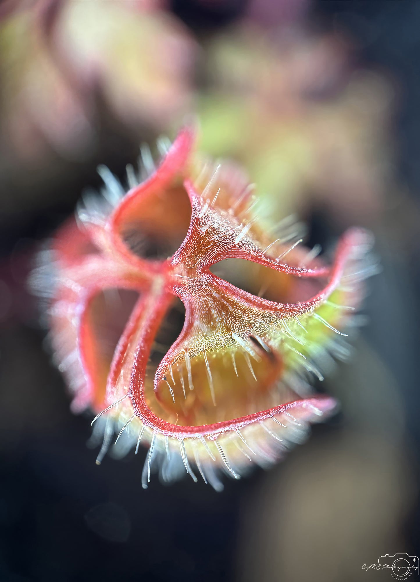 Nature Photography - Superb Flower V278