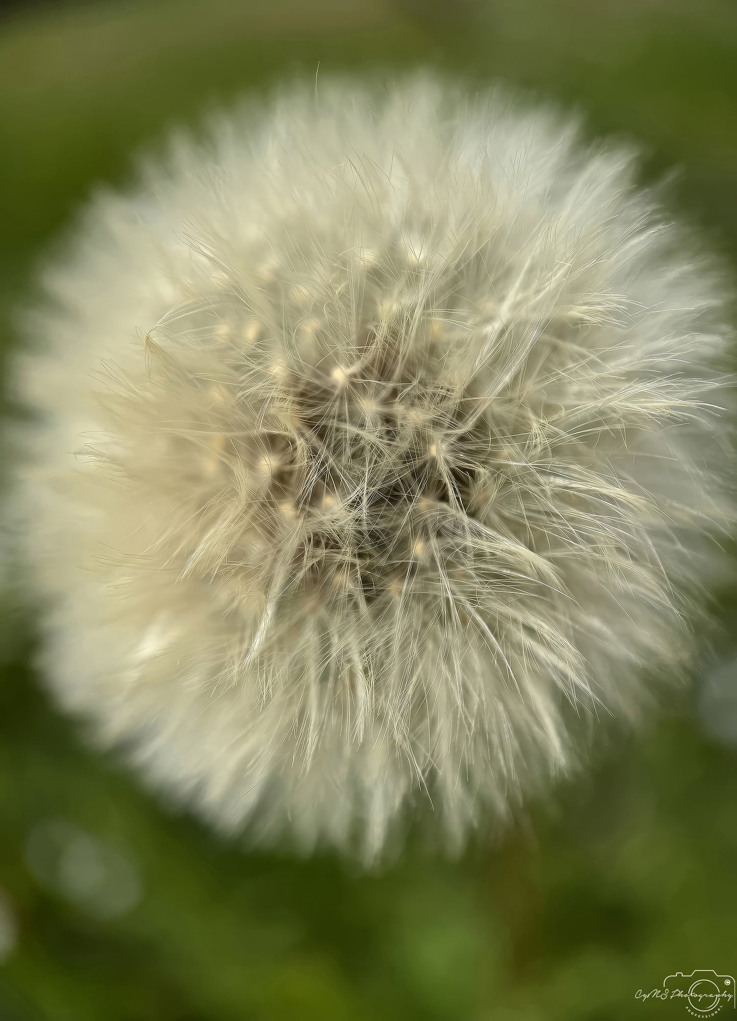 Flower_283