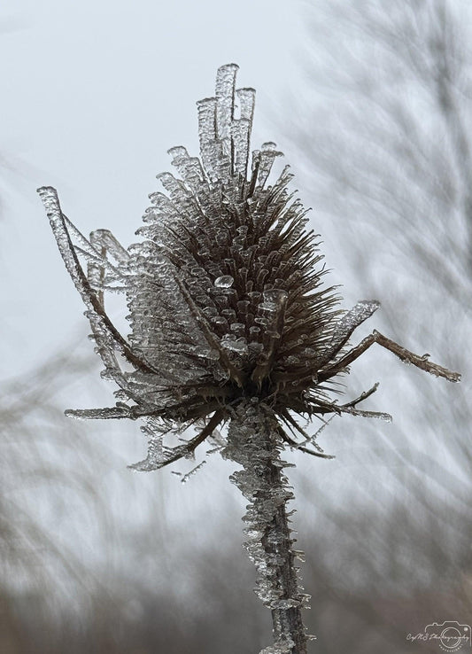 Icy Masterpiece_026 - Superbpictures