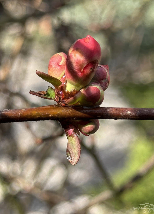 Naturfotografie - Hervorragendes Tröpfchen V189