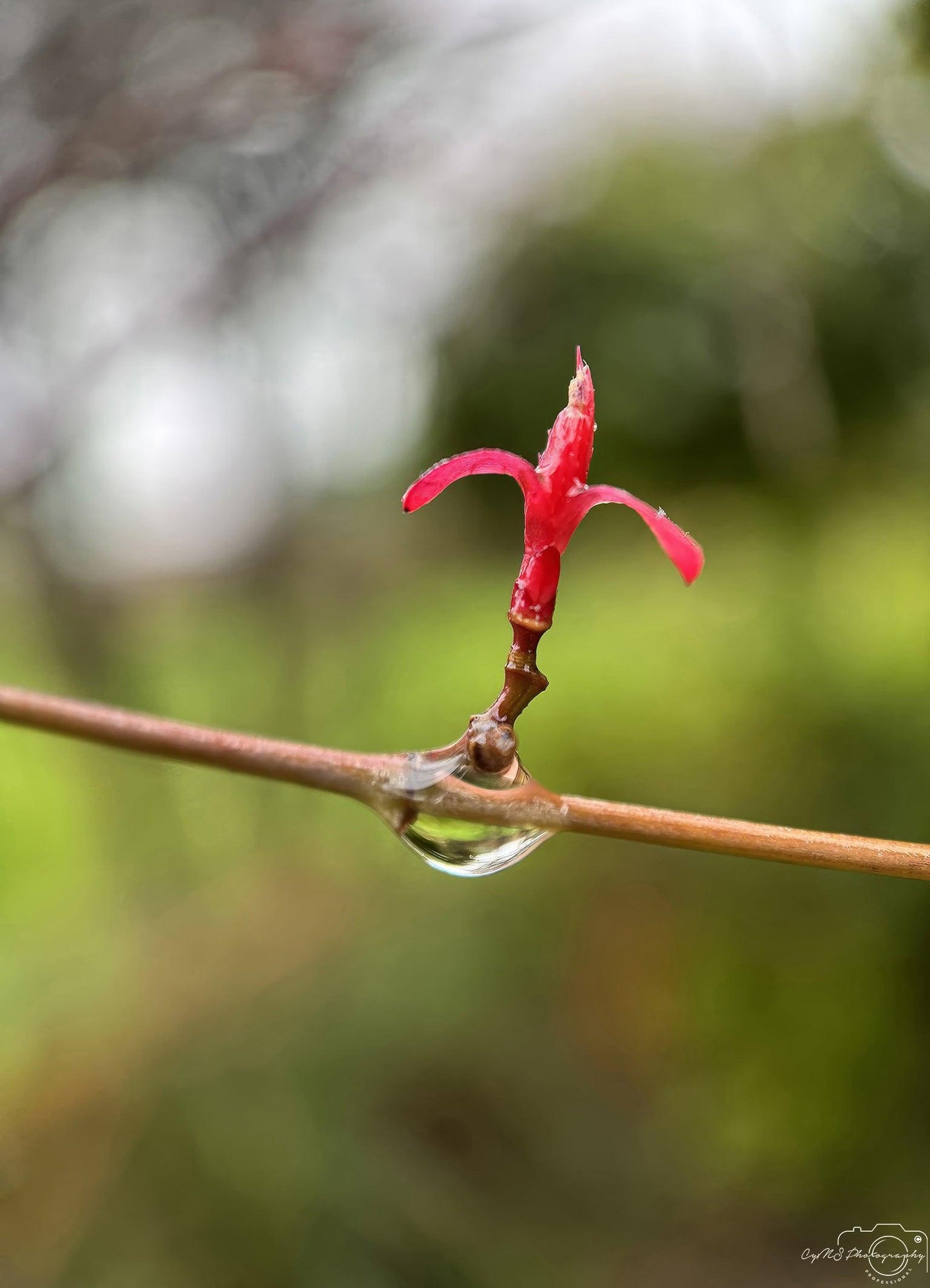 Nature Photography - Superb Droplet V194