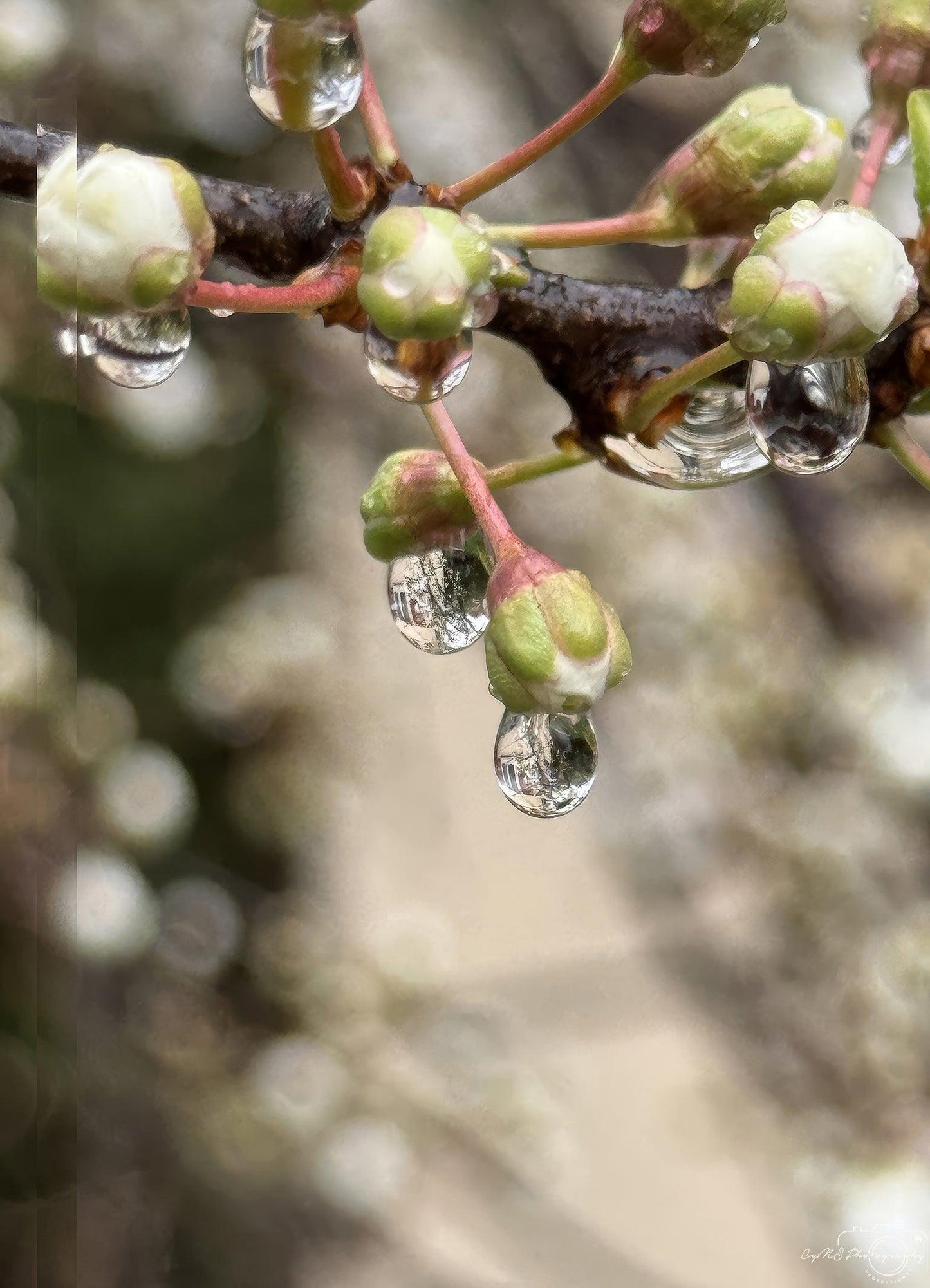 Nature Photography - Superb Droplet V197
