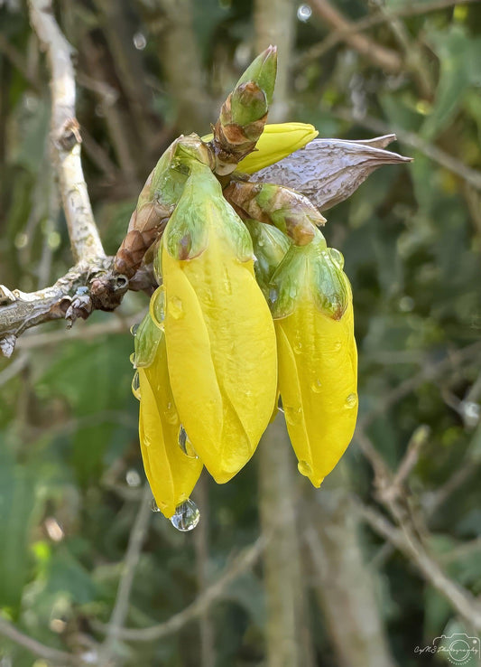 Photographie de la nature - Superbe gouttelette V202