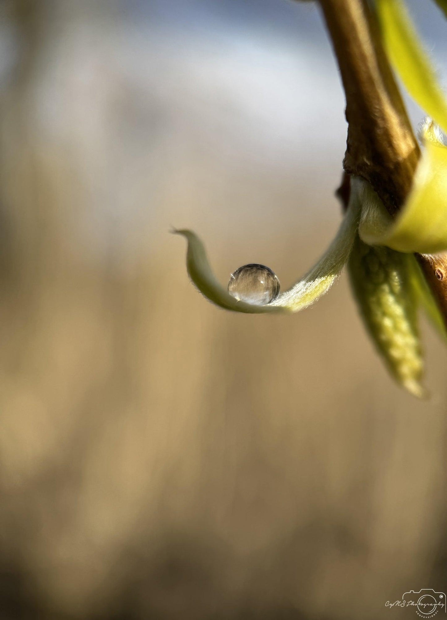 Nature Photography - Superb Droplet V206