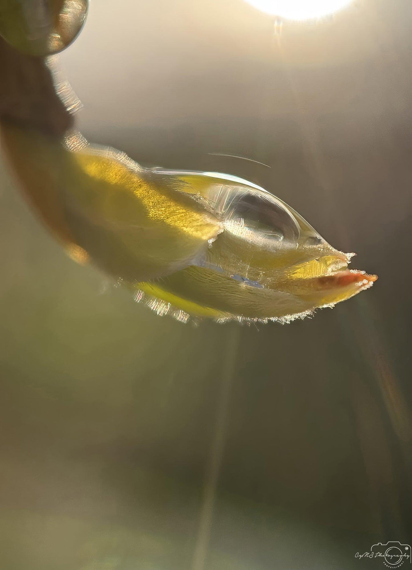 Naturfotografie - Superb Droplet V210