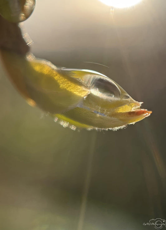 Photographie de la nature - Superbe Droplet V210