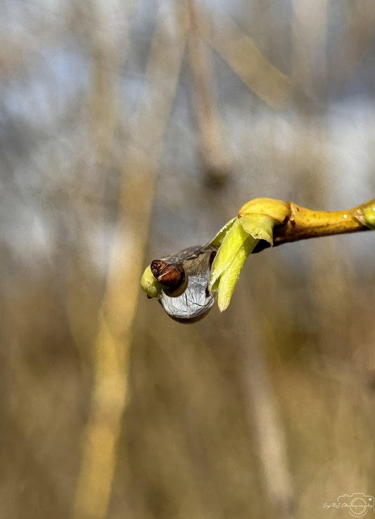 Photographie de la nature - Superbe gouttelette V227