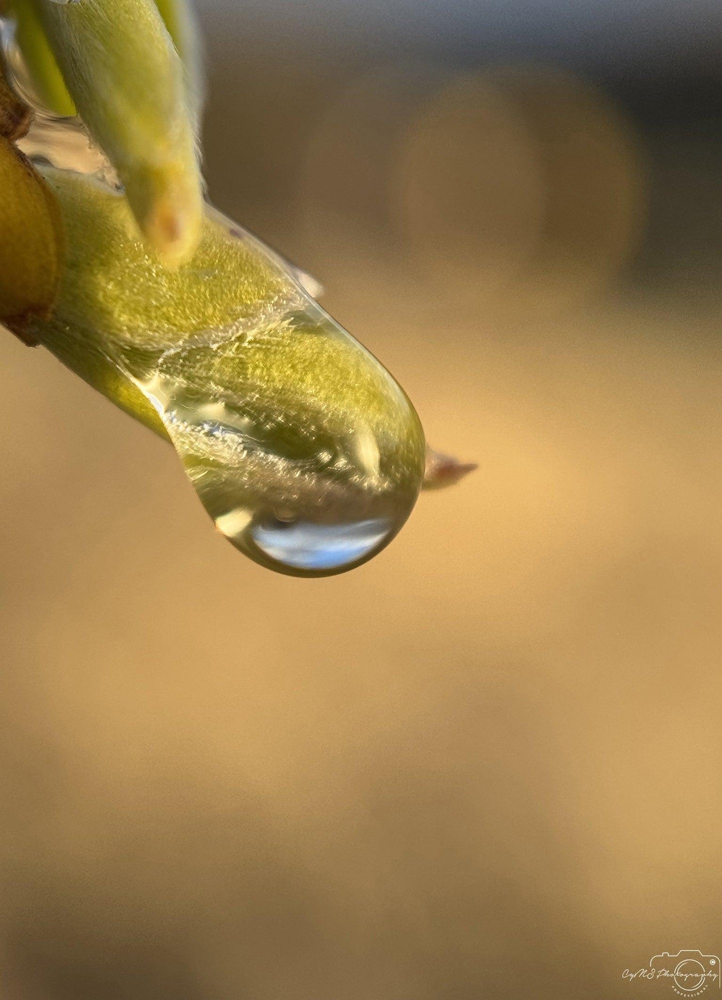 Nature Photography - Superb Droplet V229