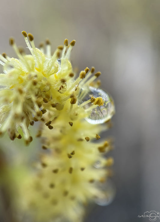 Photographie de la nature - Superbe gouttelette V242