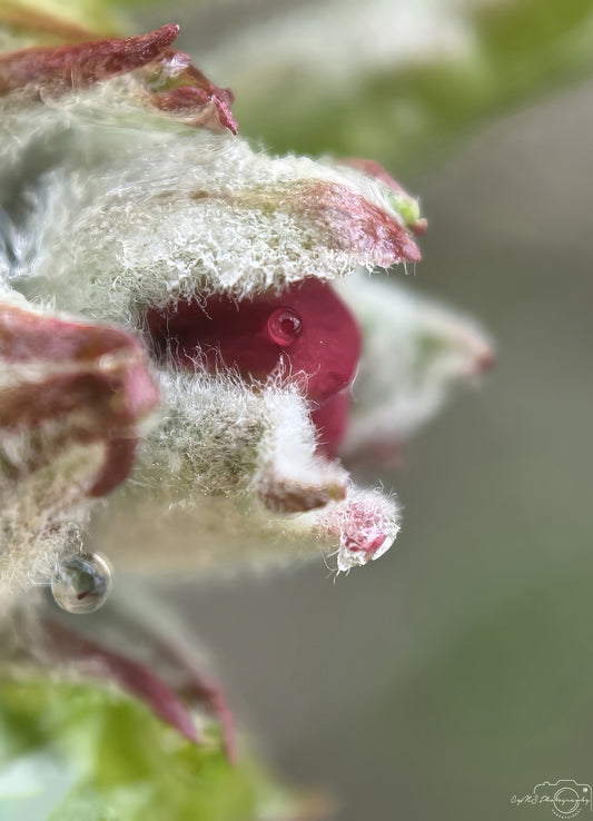 Photographie de la nature - Superbe gouttelette V256