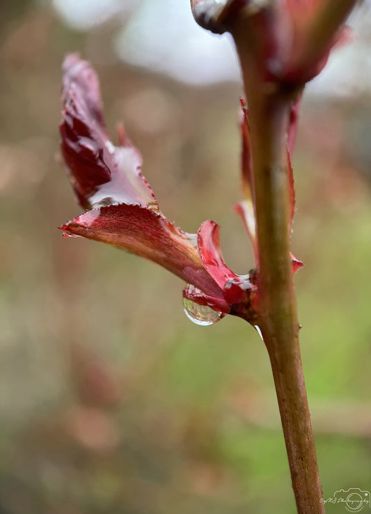 Photographie de la nature - Superbe Droplet V260