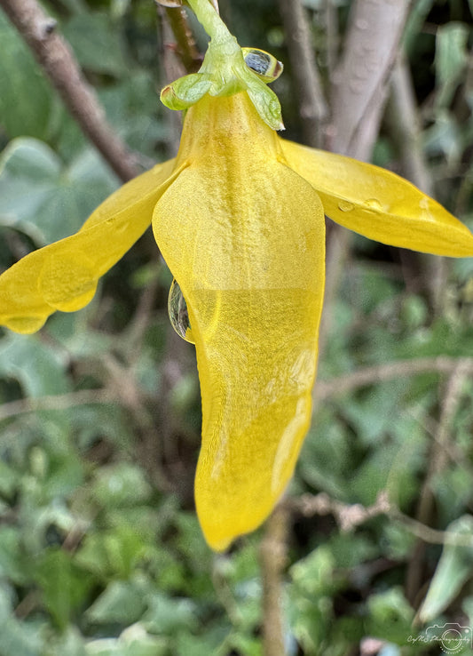 Photographie de la nature - Superbe gouttelette V271