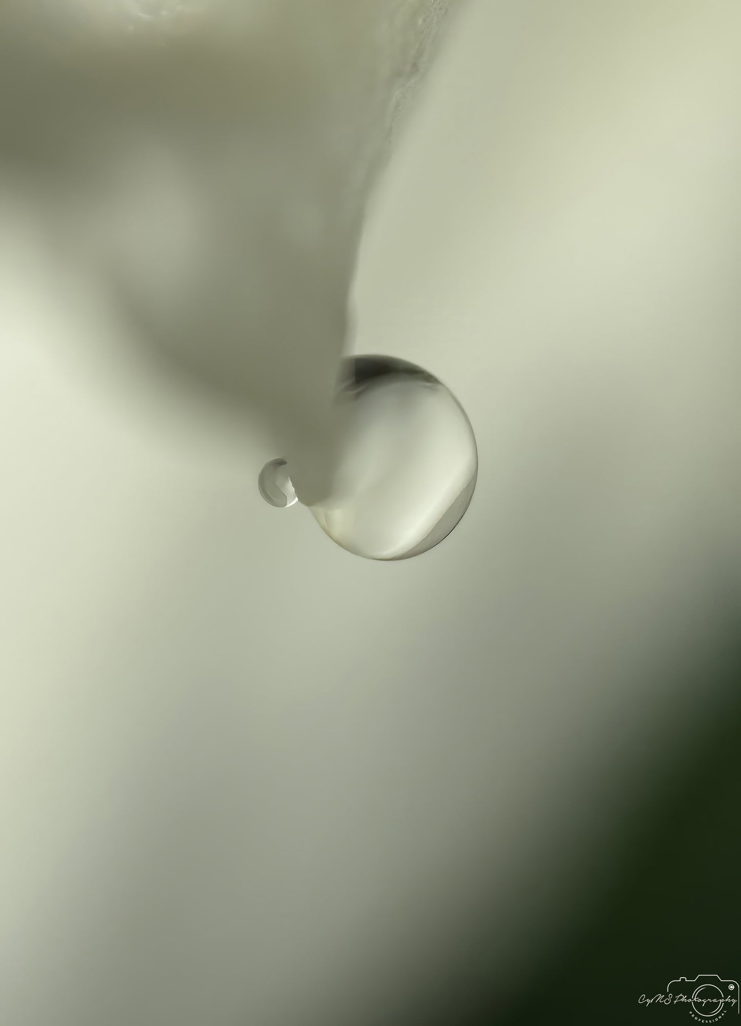 Nature Photography - Superb Droplet V285