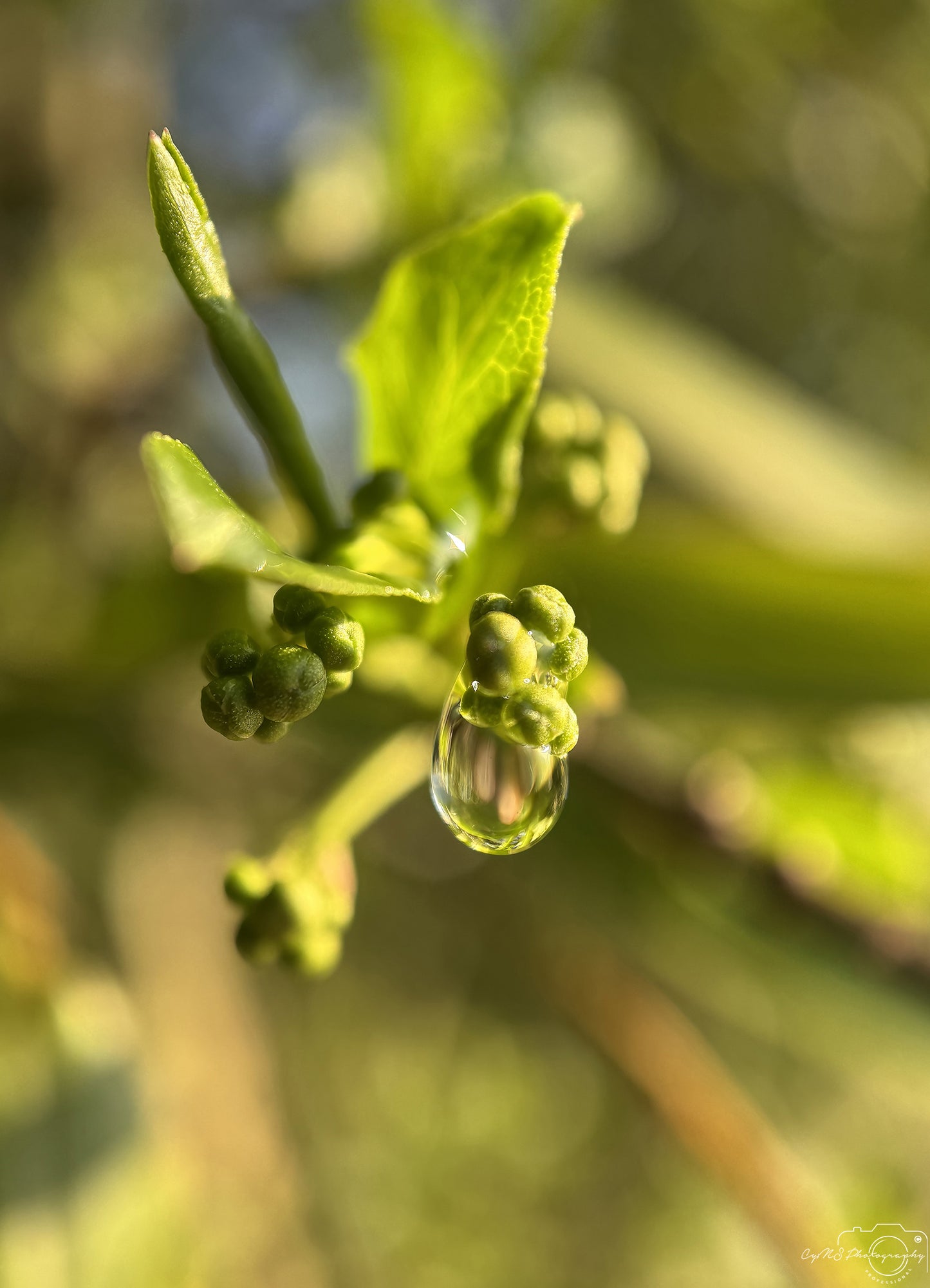 Nature Photography - Superb Droplet V298