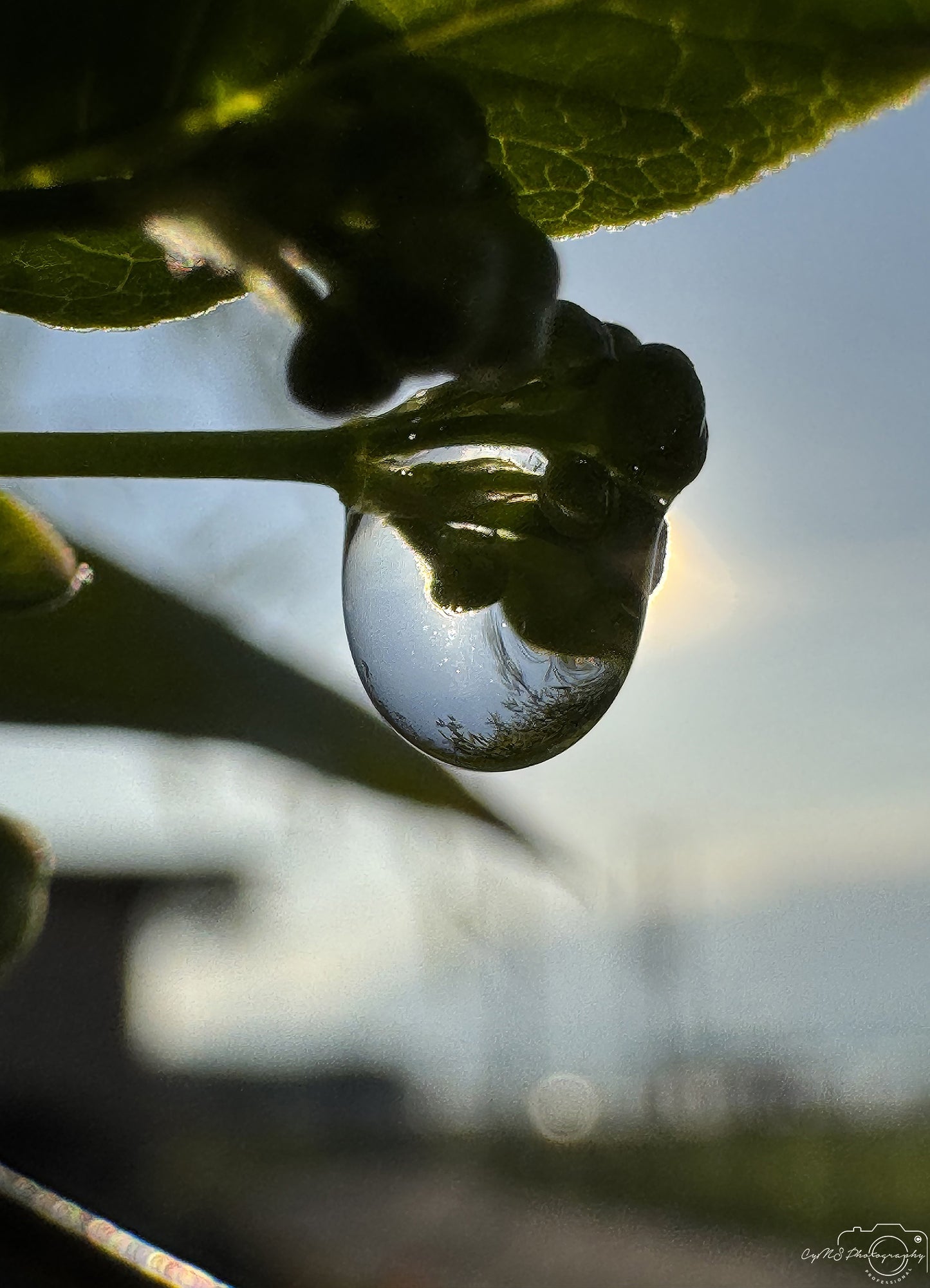 Photographie de la nature - Superbe gouttelette V302