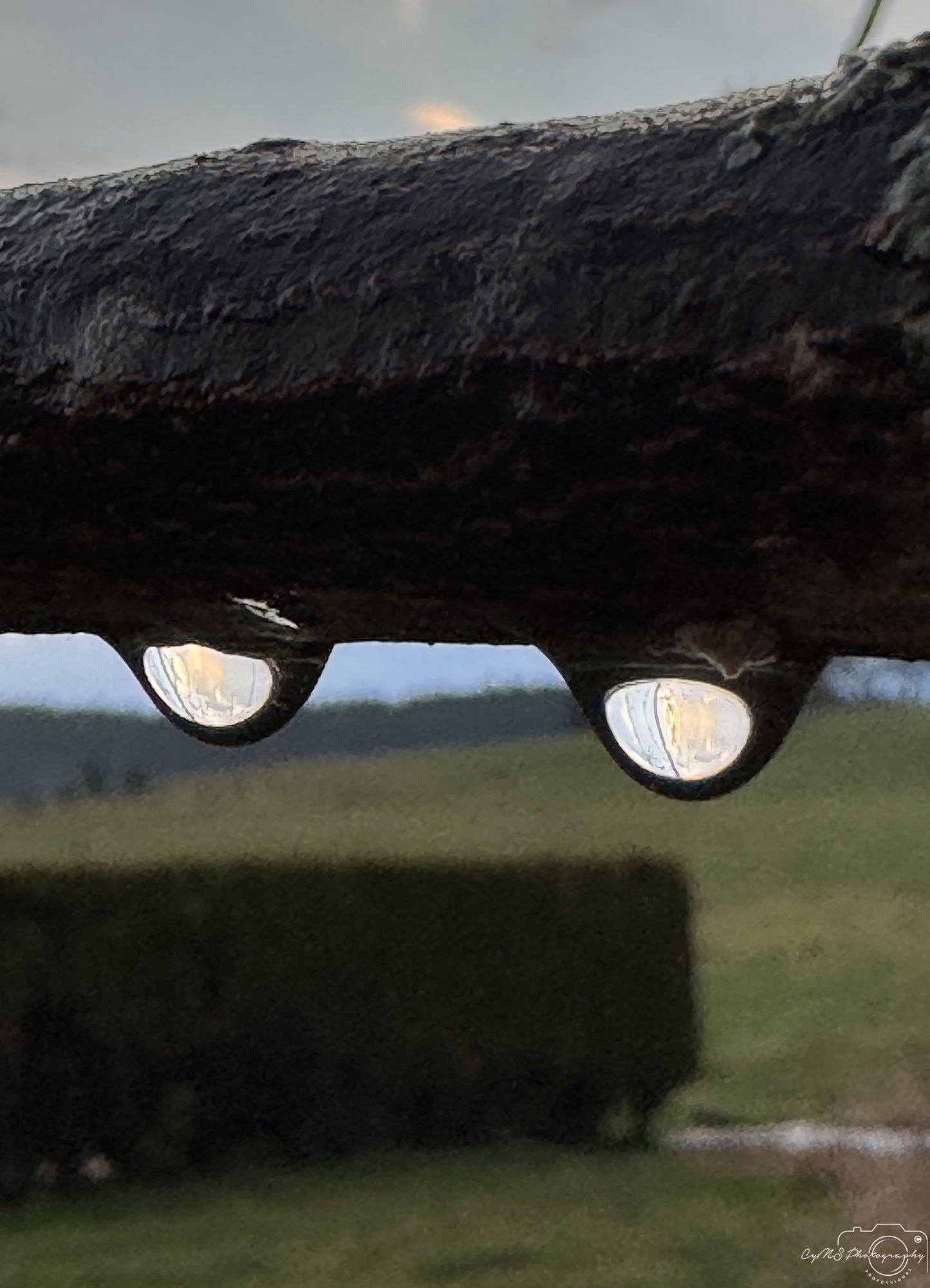 Nature Photography - Superb Droplet V305