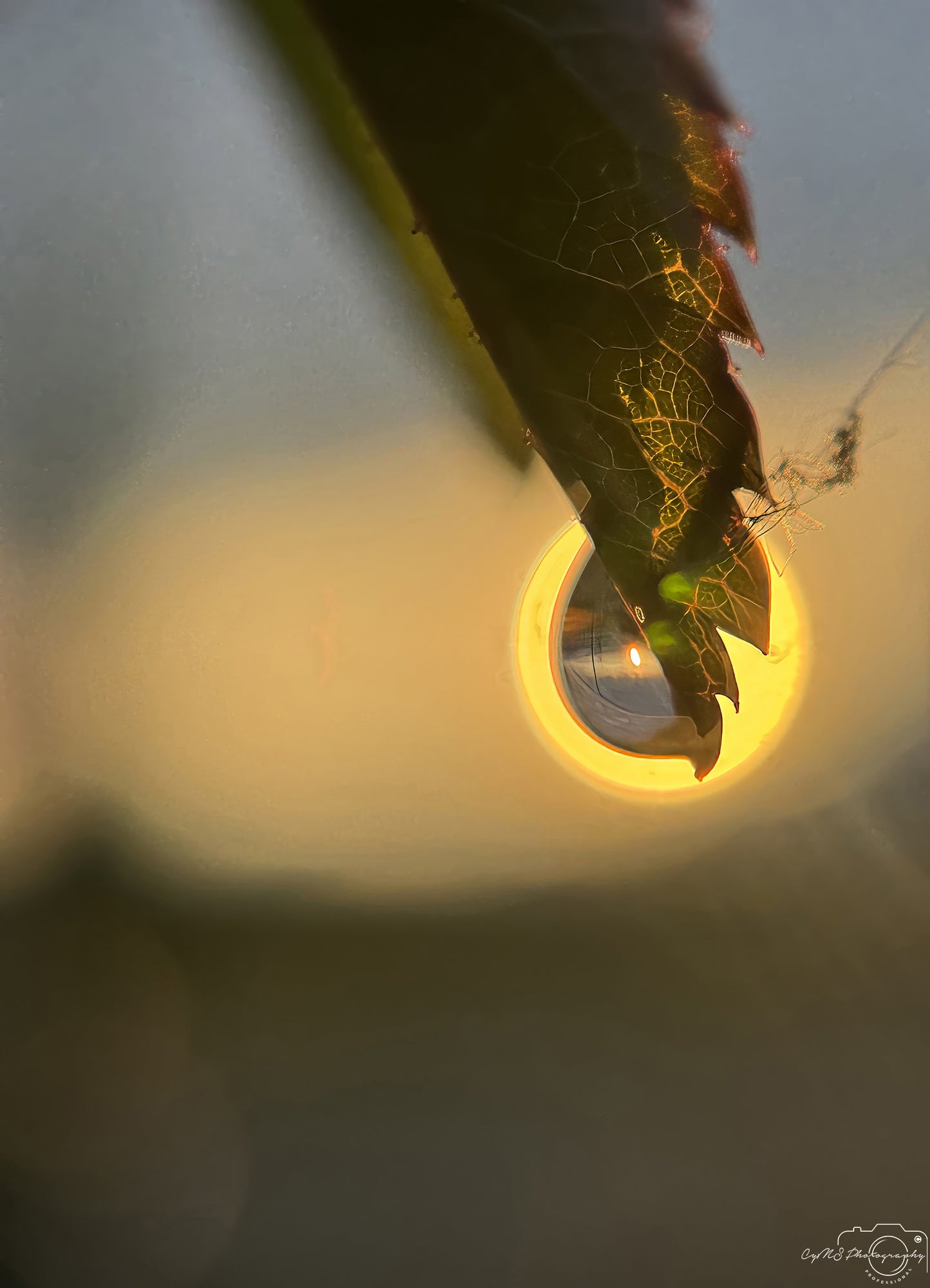 Nature Photography - Superb Droplet V306