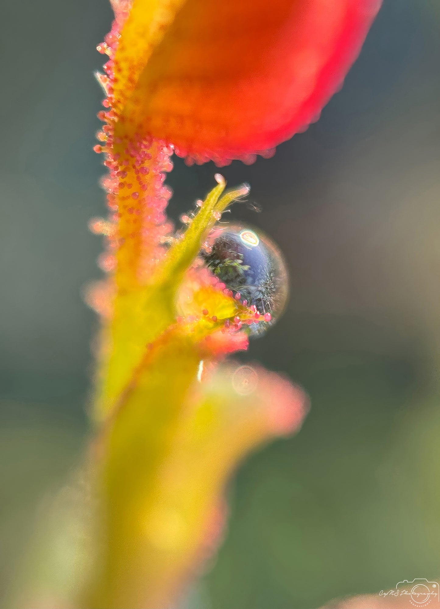 Nature Photography - Superb Droplet V312