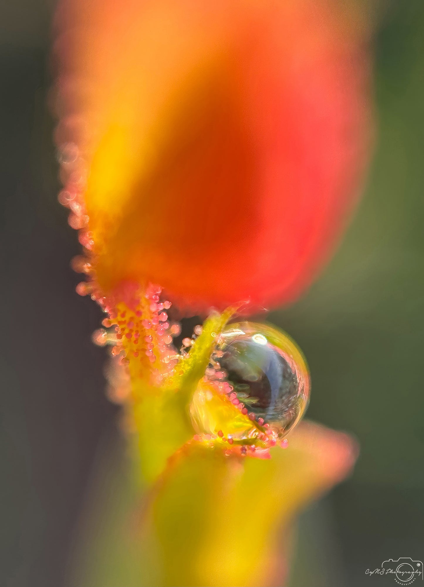 Naturfotografie - Hervorragendes Tröpfchen V313
