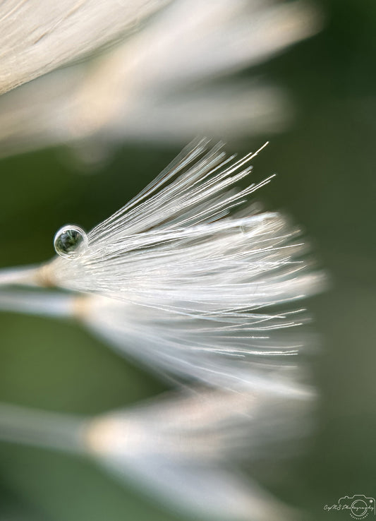Photographie de la nature - Superbe gouttelette V322