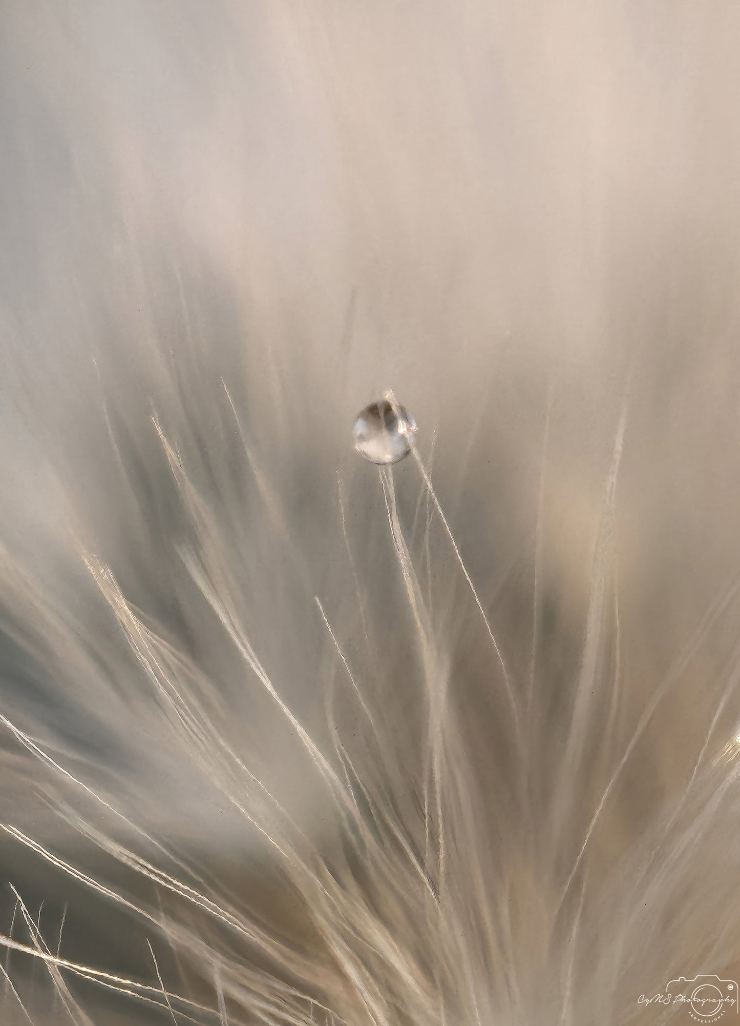 Naturfotografie - Hervorragendes Tröpfchen V325