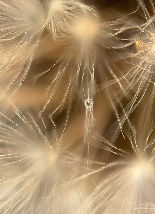 Photographie de la nature - Superbe gouttelette V329