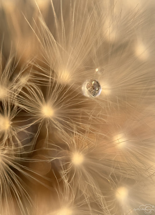 Photographie de la nature - Superbe Droplet V330