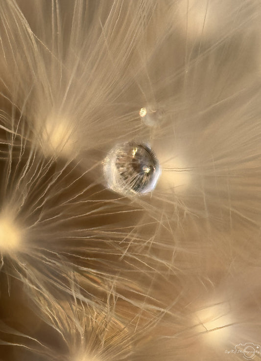 Photographie de la nature - Superbe gouttelette V331