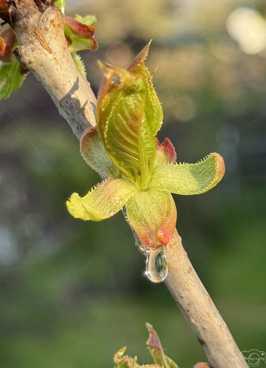 Photographie de la nature - Superbe gouttelette V333