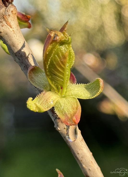 Photographie de la nature - Superbe gouttelette V334