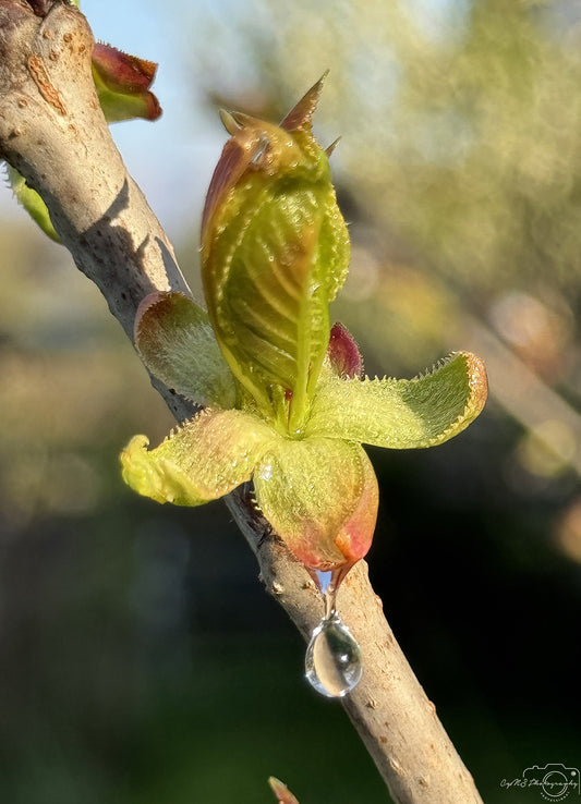Photographie de la nature - Superbe gouttelette V335