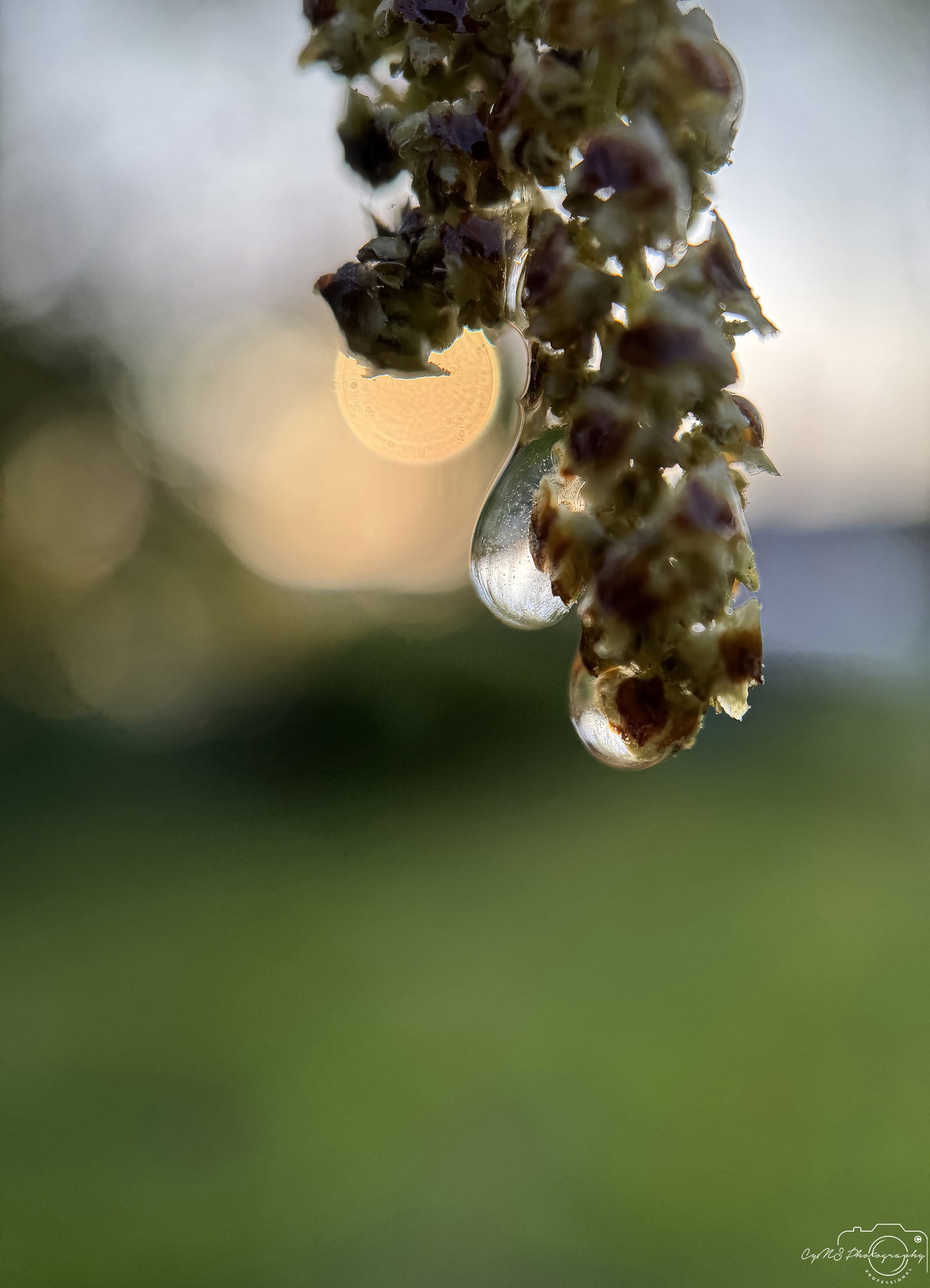 Nature Photography - Superb Droplet V336