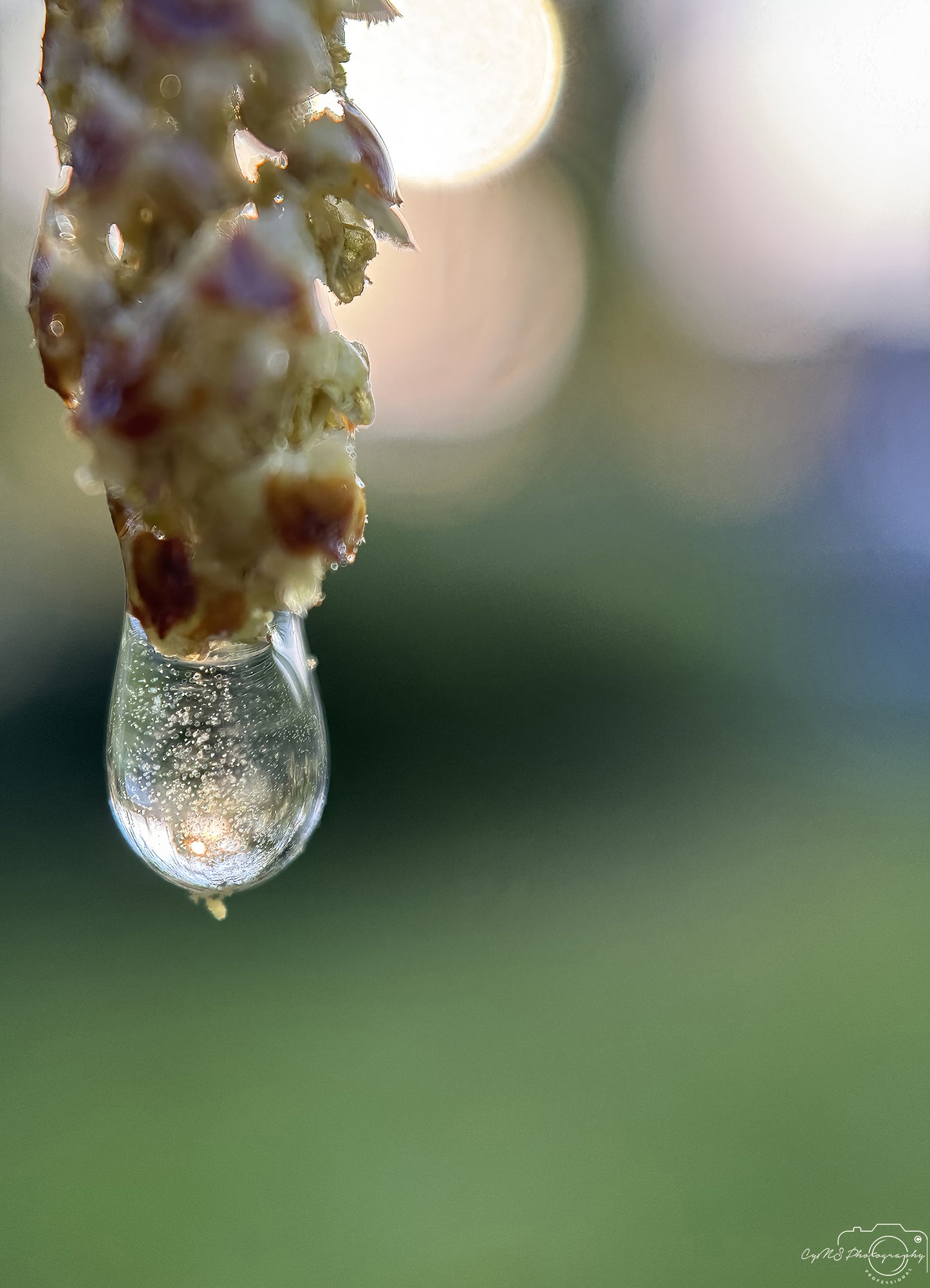 Nature Photography - Superb Droplet V337
