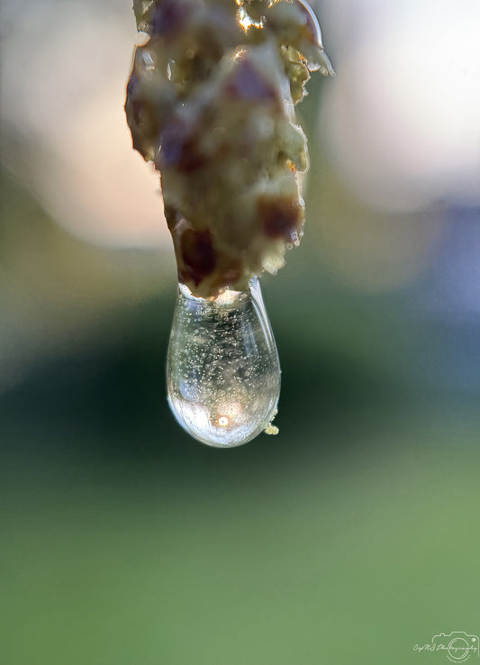 Photographie de la nature - Superbe gouttelette V338
