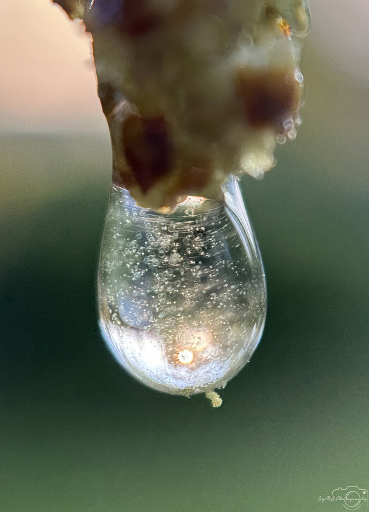 Photographie de la nature - Superbe gouttelette V339