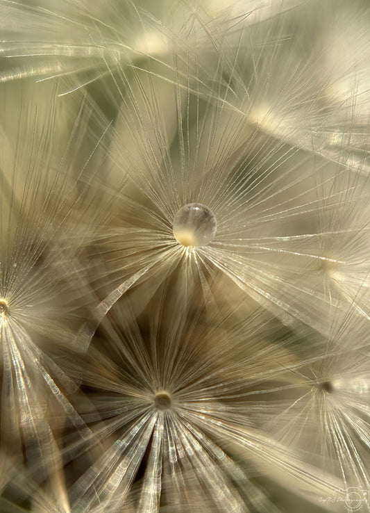 Photographie de la nature - Superbe gouttelette V341