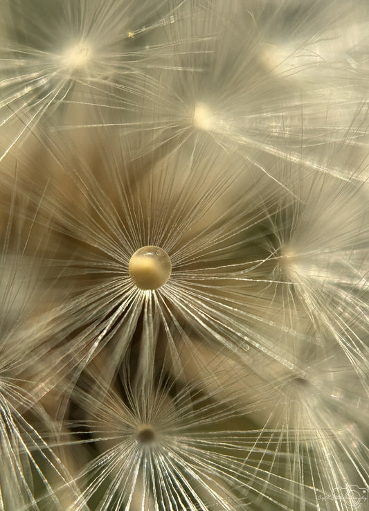 Photographie de la nature - Superbe gouttelette V342