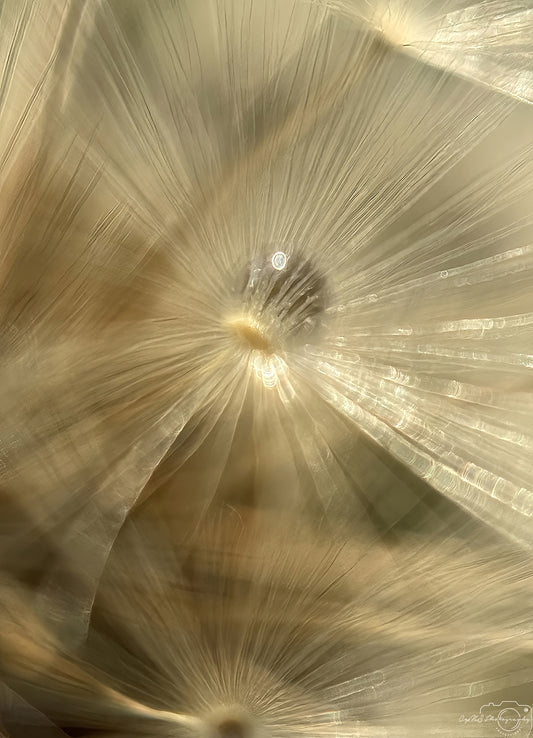 Photographie de la nature - Superbe gouttelette V343