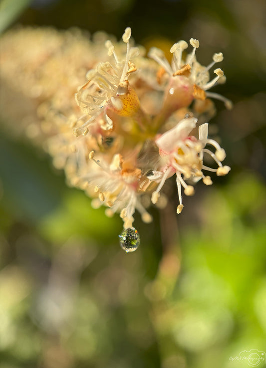 Photographie de la nature - Superbe gouttelette V346