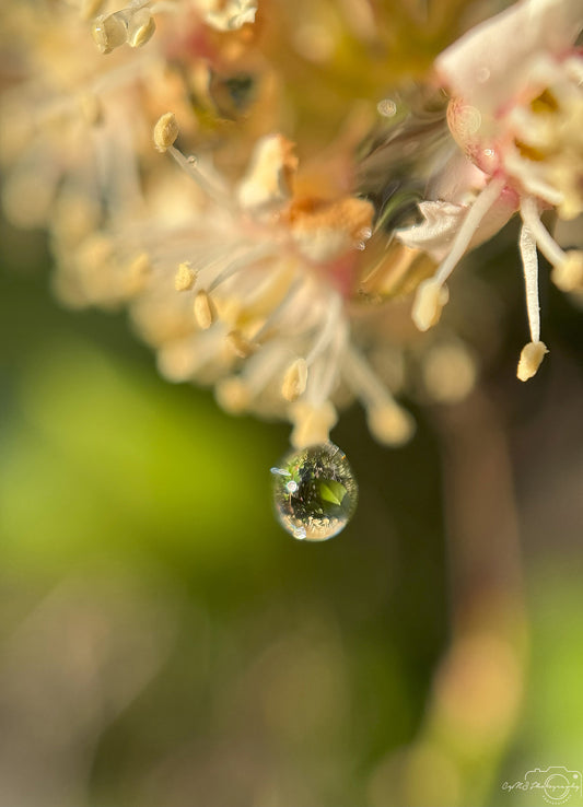 Photographie de la nature - Superbe gouttelette V347