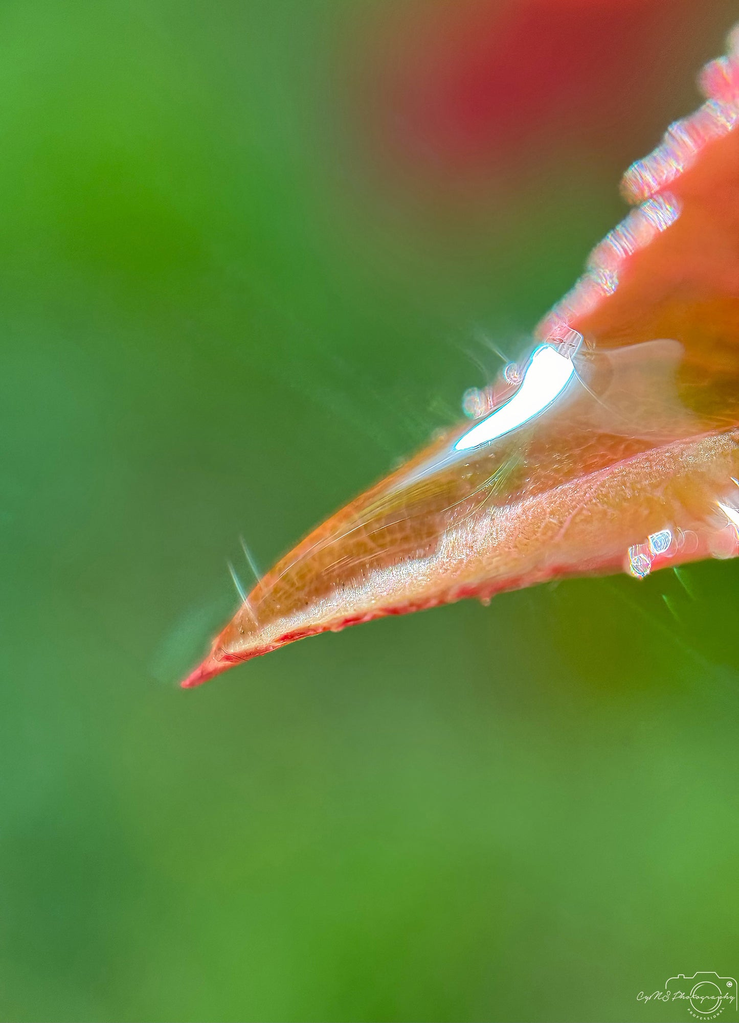 Nature Photography - Superb Droplet V349